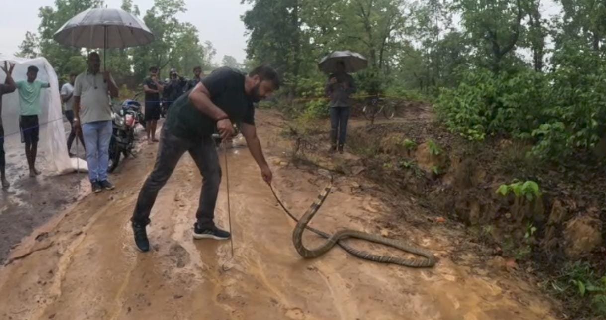 कोरबा-हाटी मार्ग पर 14 फीट लंबे ‘किंग कोबरा’ की दस्तक, देखते ही थम गई वाहनों की रफ्तार, कड़ी मशक्कत के बाद रेस्क्यू कर जंगल में छोड़ा गया, देखें वीडियो....